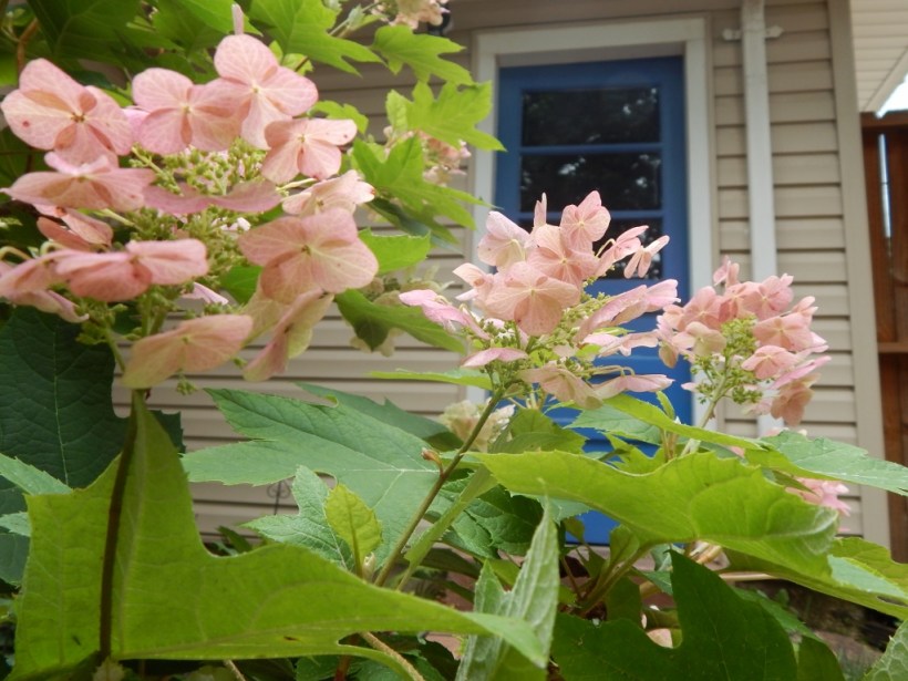 oakleaf pink2 (1024x768)