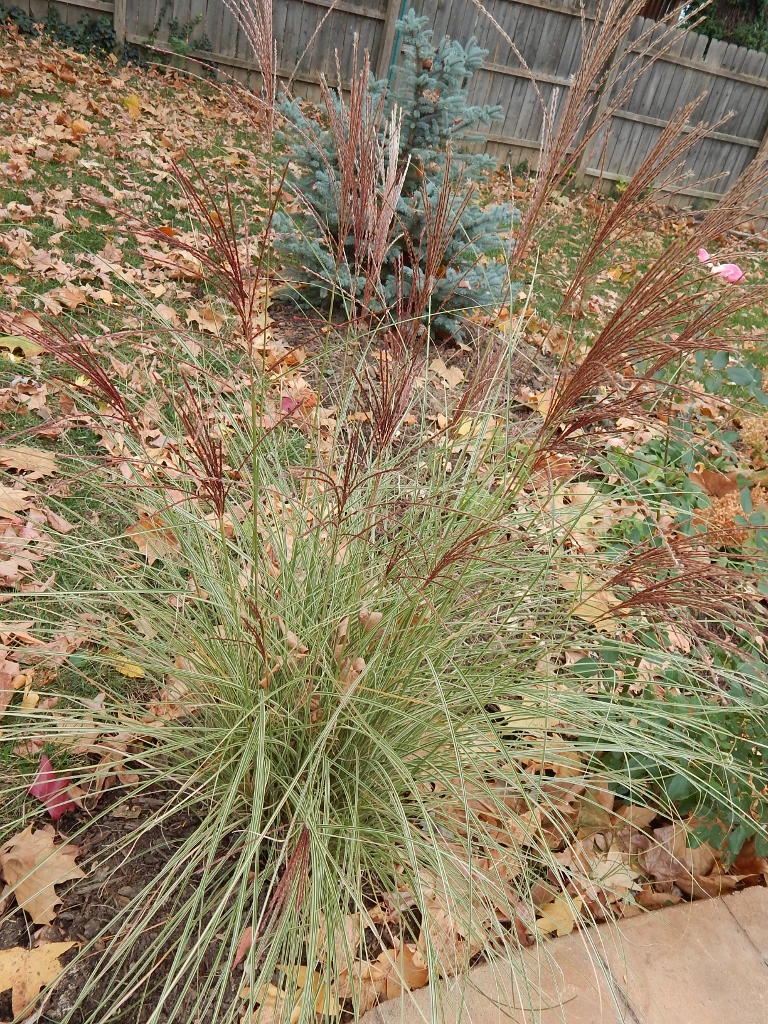 As summer give way to autumn, the rusty brown plumes on this perennial grass contrast well with the blue spruce