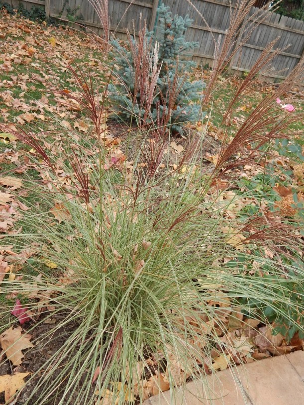 As summer give way to autumn, the rusty brown plumes on this perennial grass contrast well with the blue spruce