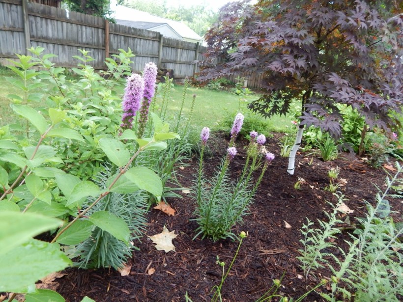 The gayfeather returned this year...I still never really believe the stuff I put in the year before will come back.