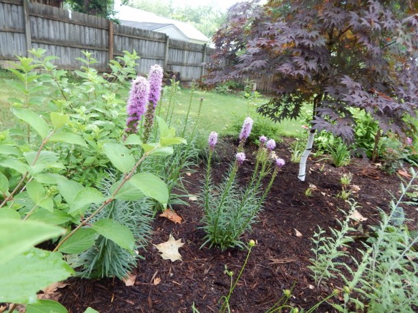 The gayfeather returned this year...I still never really believe the stuff I put in the year before will come back.