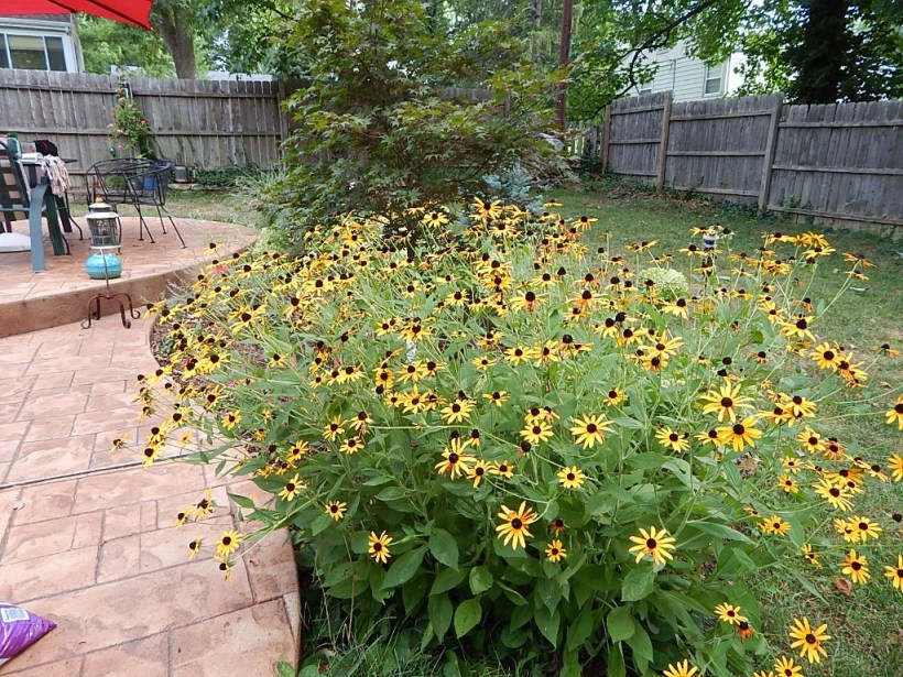 Anchoring the south edge of the patio bed, the rudbeckia is a profusion of blooms in the hottest month of the summer.