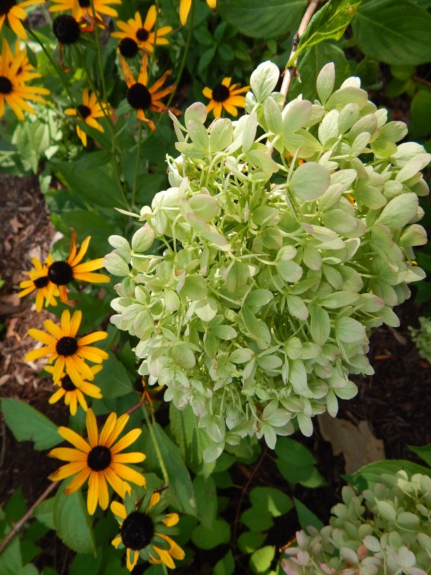 A close up of texture and shapes. To keep in the garden or snip to add to a vase? 