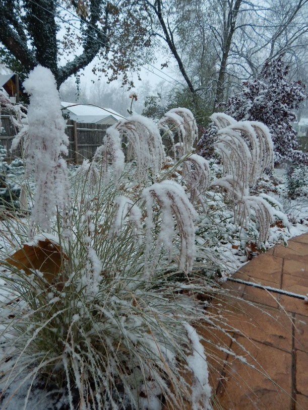 Snow on Grasses (768x1024)