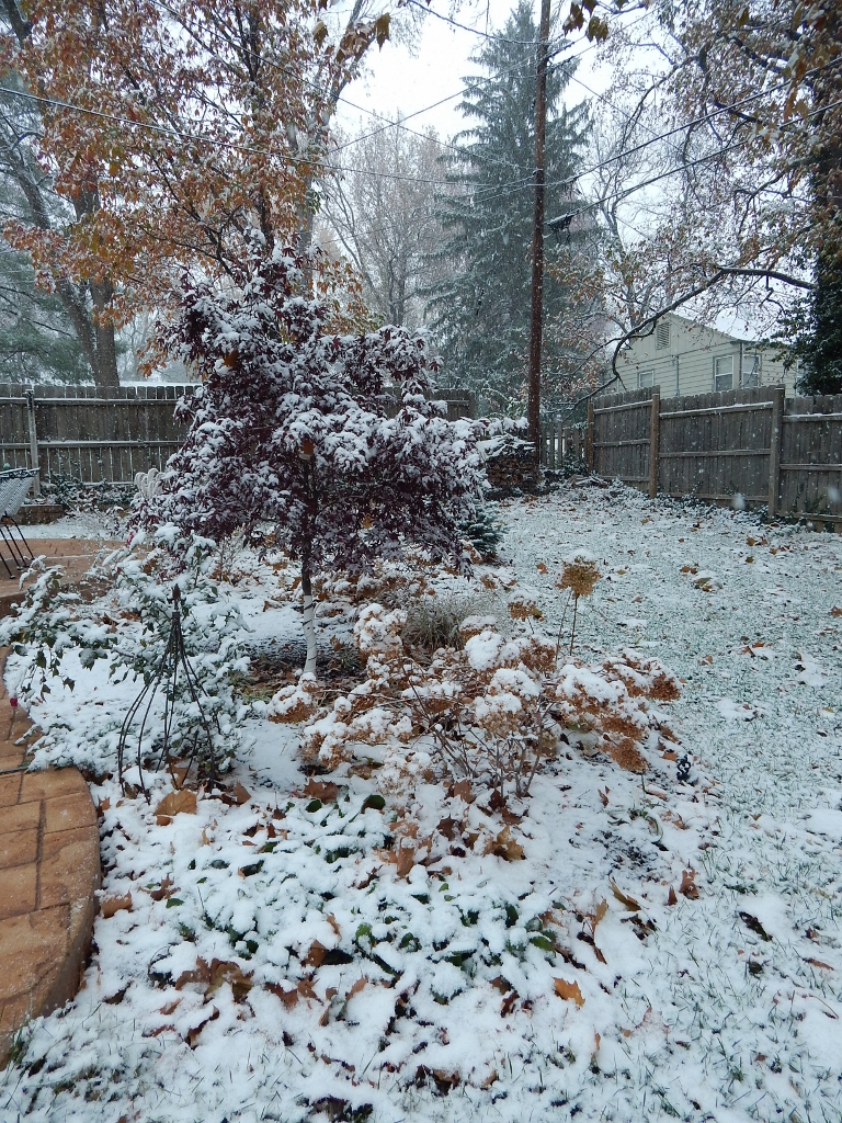 The muted tones of fall beneath a blanket of snow: Harvest brown foliage and faded hydrangea blooms and the tall maple at the top of the bed; maroon leaves on the Japanese maple; and the tall pine in my neighbor's yard.