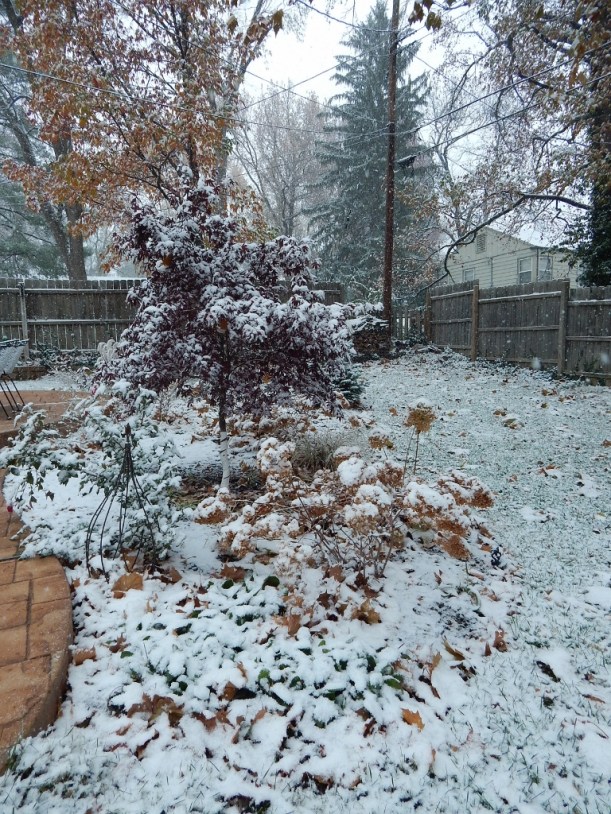 The muted tones of fall beneath a blanket of snow: Harvest brown foliage and faded hydrangea blooms and the tall maple at the top of the bed; maroon leaves on the Japanese maple; and the tall pine in my neighbor's yard.