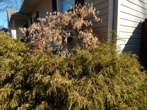 Cypress and maple January