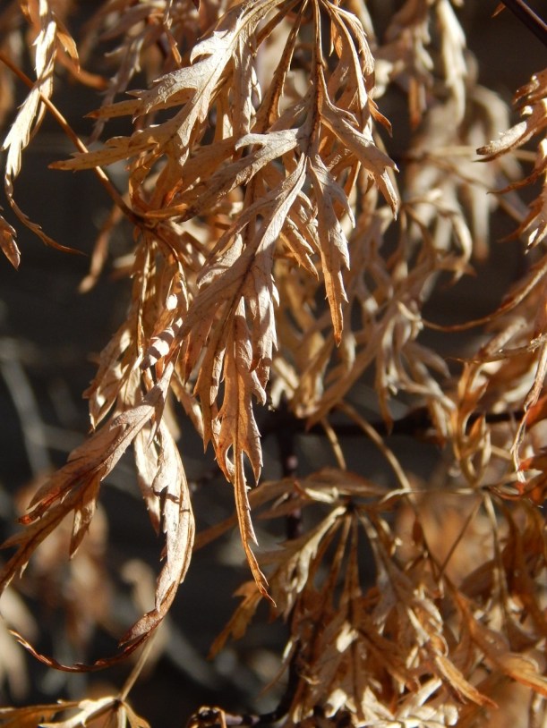 Japanese maple January