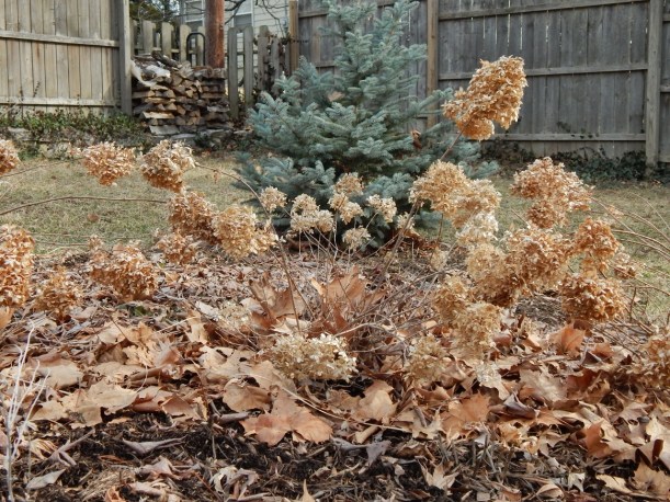 blue and brown (1280x960)