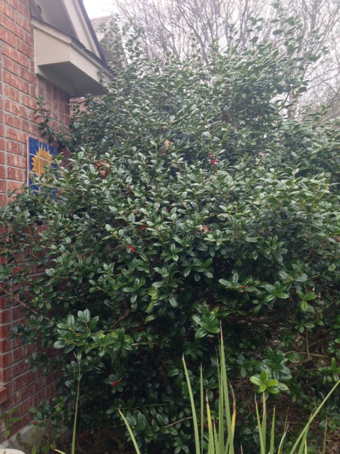 Burford holly in bloom.