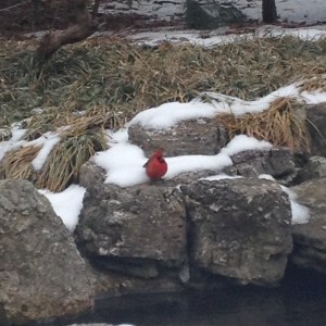 It's still winter. A cardinal provides color to a dull winter landscape.