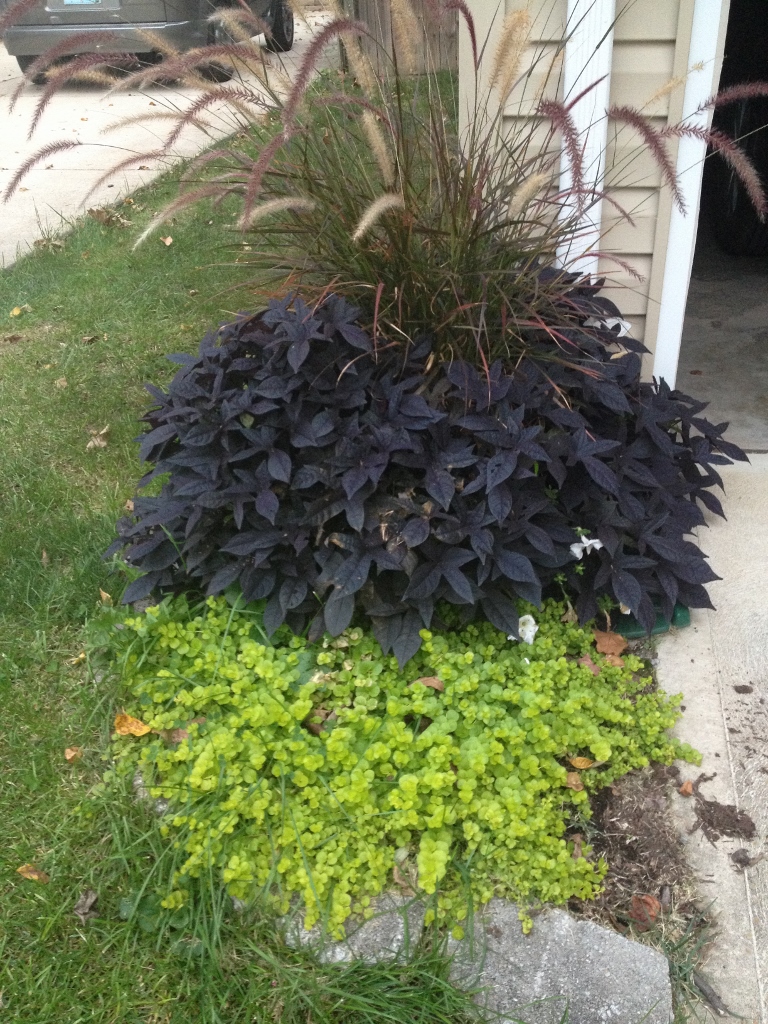 This pot of purple fountain grass, sweet potato vine and creeping jenny help screen the gutter by the front of the garage. 