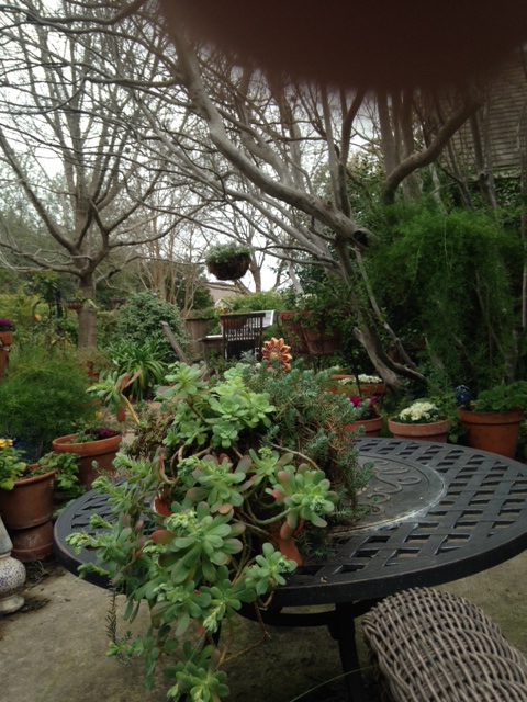 A tabletop container of succulents.