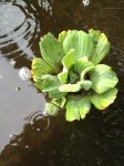 pond lettuce