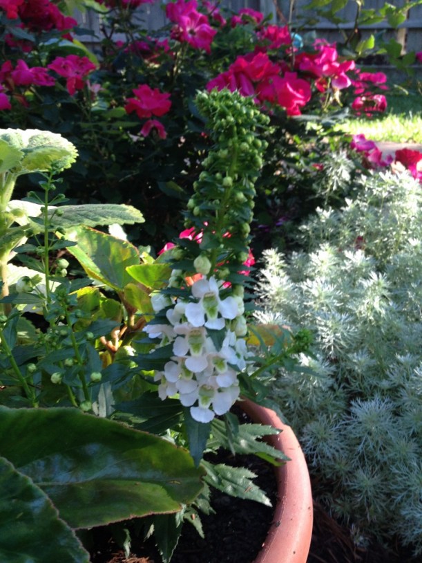 The silvery gray-green of the artemisia contrasts with the pink roses and spikey angelinia in the pot.