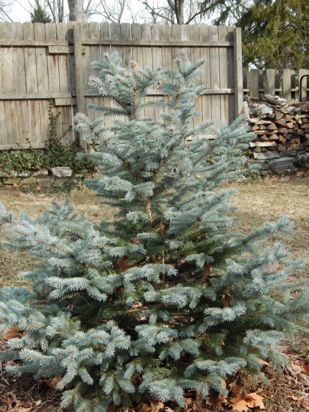 Spruce springsteen