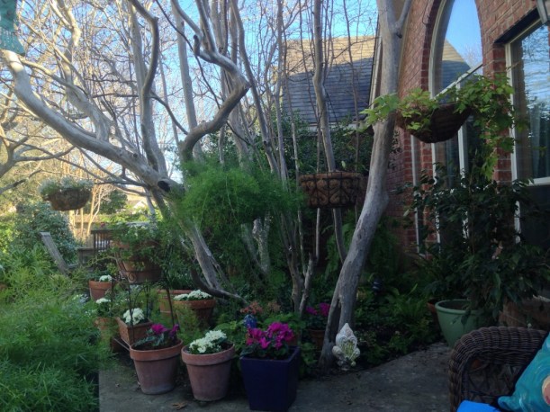 Bare now, the Mexican plum has large, arching branches that provide lots of shade when the days are hot.