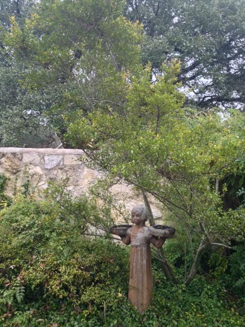 Evergreen shrubs such as this yaupon holly (ilex vomitoria) are the backbone of the garden and provide color in the winter months.