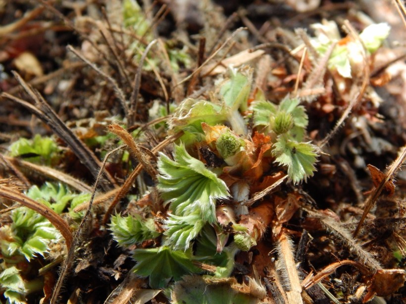 Achilla Mollis March 2015