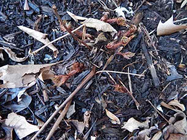 I like the way the leaves unfurl as astillbe emerges.