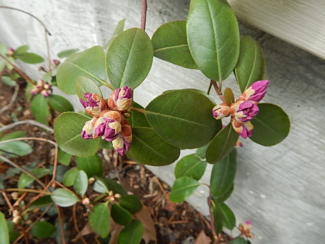 budding rhodo II
