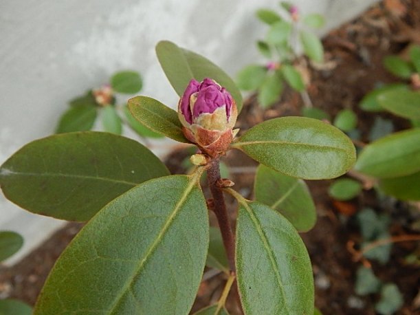 budding rhododendron