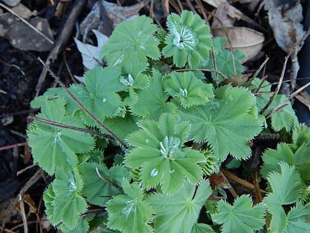 Lady's Mantle (640x480)
