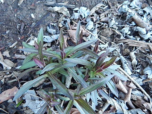 Tall garden phlox. I rearranged the bed in the fall and am surprised at how quickly they are coming up.