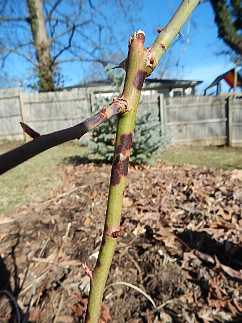 The spots on the rose canes feel flat and are rimmed in red.