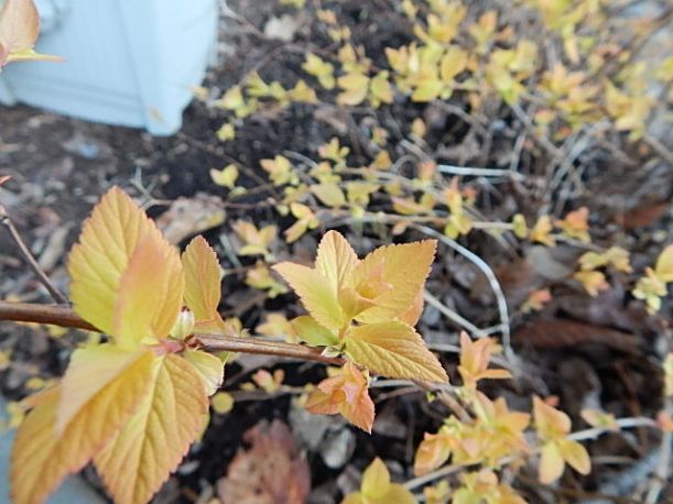 spirea spring (640x480)