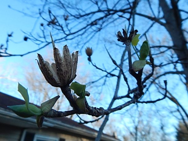 Tulip poplar (640x480)