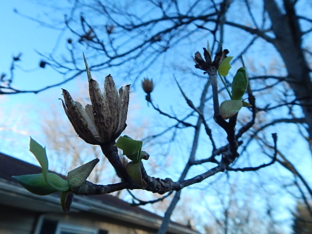 Tulip poplar (640x480)