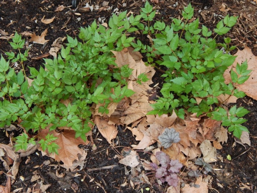 astillbe growing