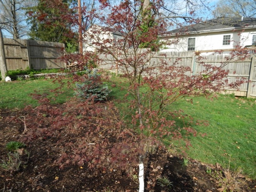 bloodgood maple leafing