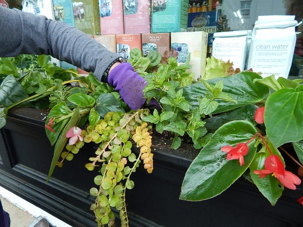 Did you want chard on that sandwich? The window boxes at a local caterer/grocery/deli are filled with greens, herbs, begonia and creeping jenny.