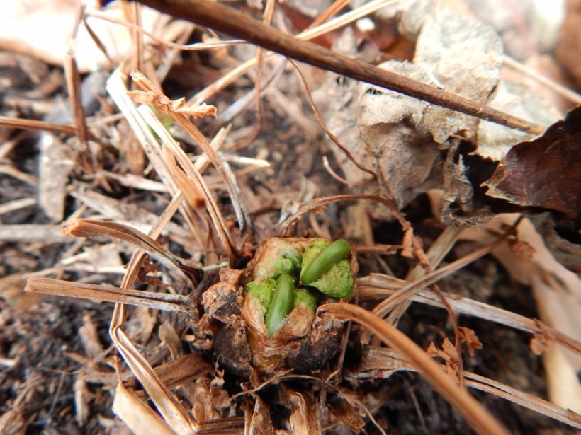 Fern tight fiddlehead