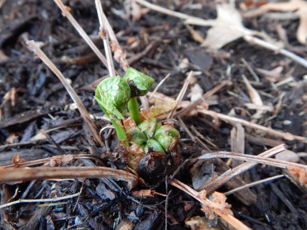 fern unfurling 2a