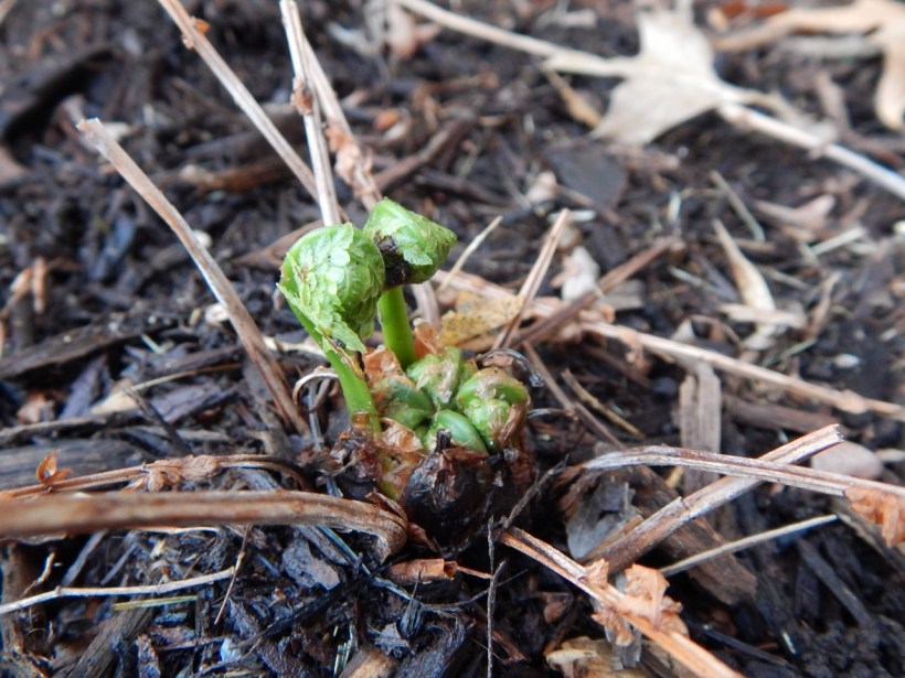 fern unfurling 2a