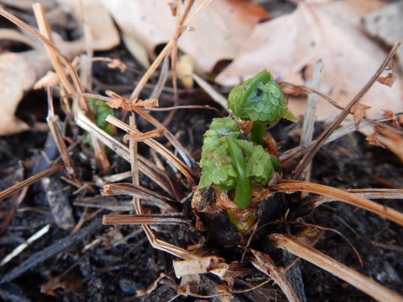 fern unfurling2