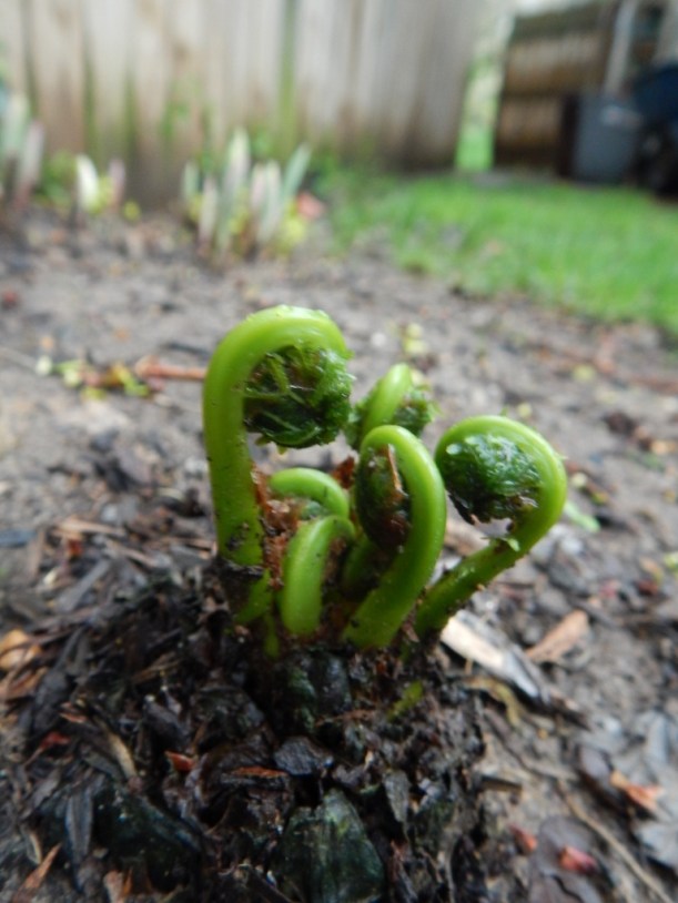 fiddlehead april 9