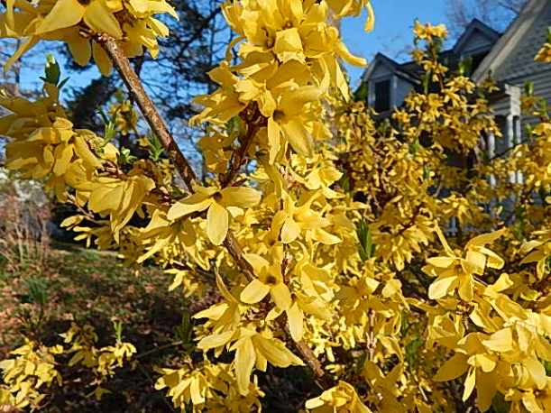 forsythia (2)