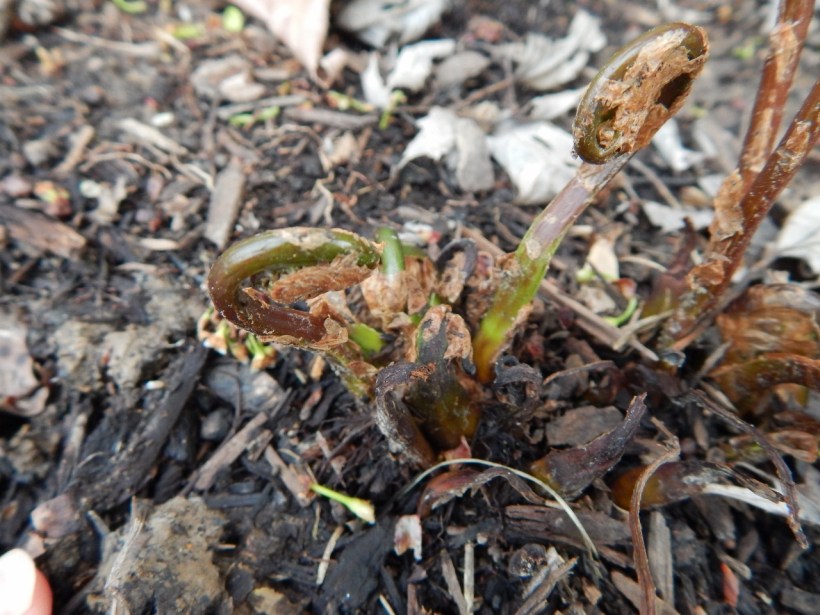 The ferns I planted last summer--and thought would not return--are back!