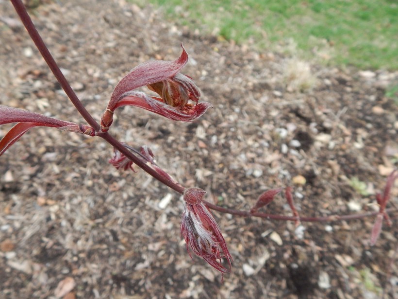 Bloodgood Japanese Maple--Acer palmatum