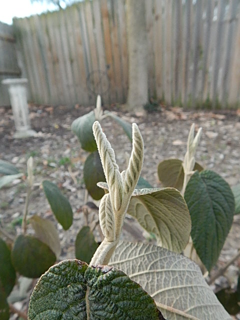 Leatherleaf Viburnum