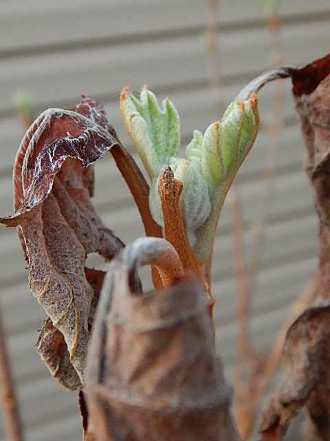 Oakleaf Hydrangea April