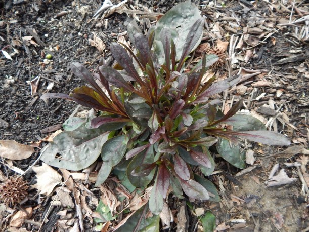 "Dark towers" penstemon digitalis. 