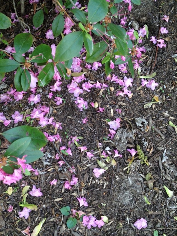 pink rhododenddron
