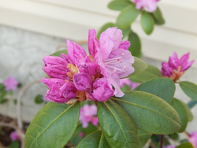 PJM Rhododendron