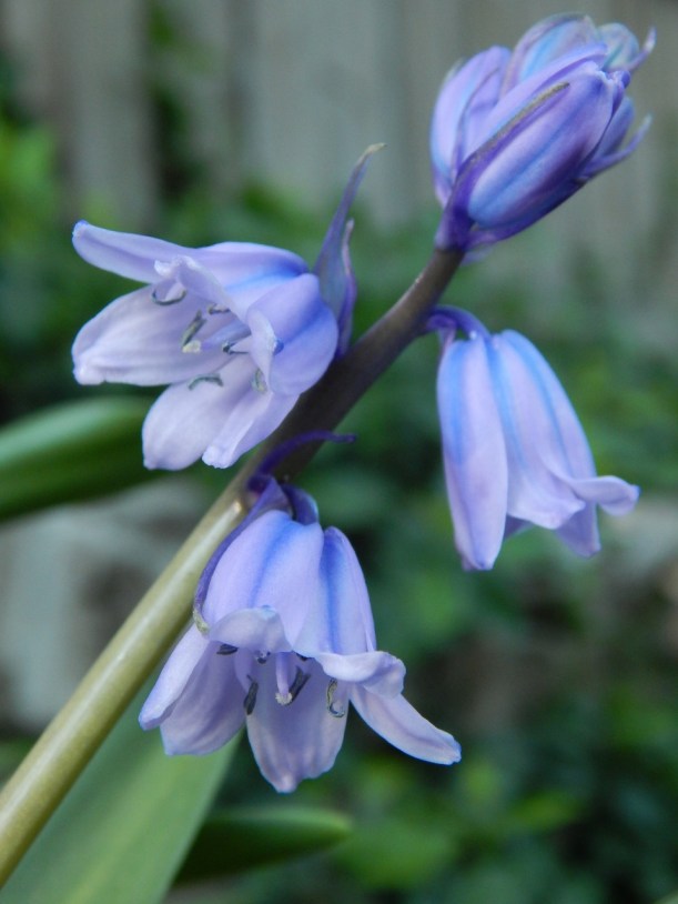 Spanish Bluebells 3