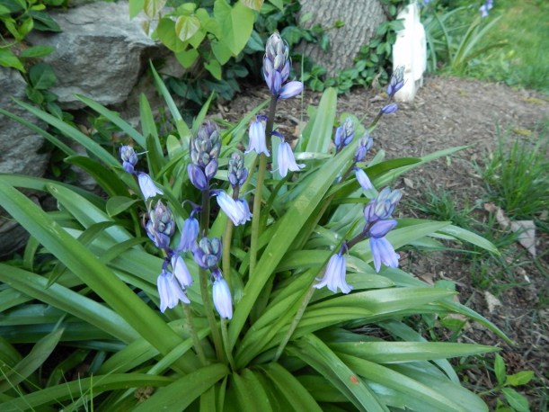 Spanish bluebells I